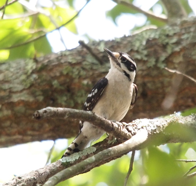 [The neck and belly of this bird is all white. It has a dark beak and a black and white stripes across its face. The wings are mostly black. The underside of the tail is white with black stripes.]